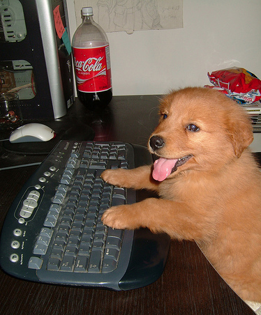cute,puppy,dogs